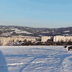 Border Collie Catching Frisbee Disc GIF