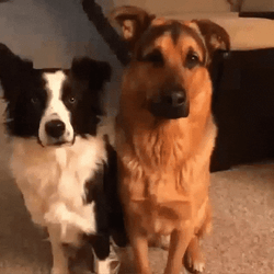  Border Collie German Shepherd Dogs Hugging GIF