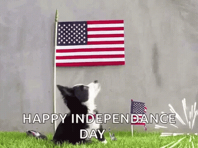 Border Collie Puppy Looking Up At American Flag GIF