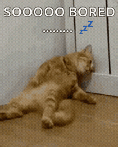 Bored Cat Sleeping On Floor GIF
