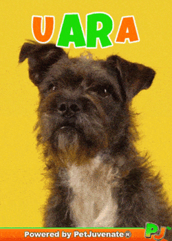 Bork Cute Doggo GIF