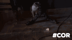 Bosnia And Herzegovina Cat GIF