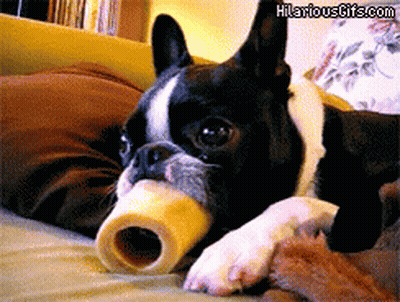 Boston Terrier Laying On Bed With Bone GIF