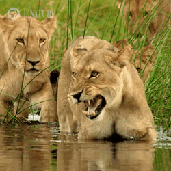 Botswana Angry Barbary Lion
