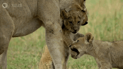 Botswana Barbary Lion Mom