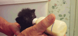 Bottle Feeding A Cute Kitten GIF