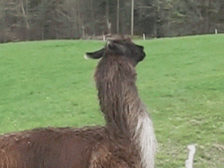 Bouncing Brown Alpaca GIF