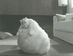 Bouncing Fat Cat