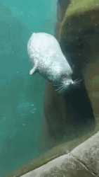 Bouncing Seals Bumped On The Block GIF