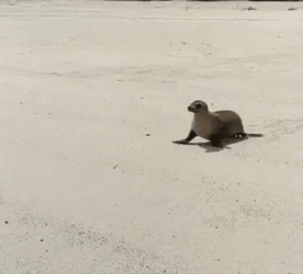 Bouncing Seals Coming Back To The Ocean GIF