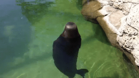 Bouncing Seals Doing Water Twirl GIF