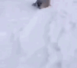 Bouncing Seals Fast Into The Snow Ground GIF