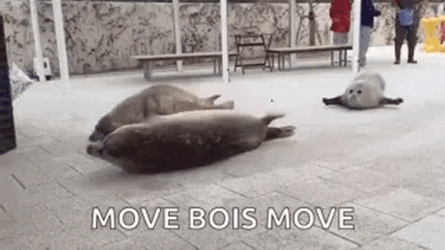 Bouncing Seals Friend Bond GIF