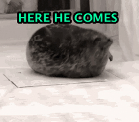 Bouncing Seals Here He Comes GIF