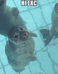 Bouncing Seals Kissing GIF