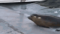 Bouncing Seals Sliding On The Side GIF