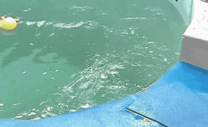 Bouncing Seals Slip Down GIF