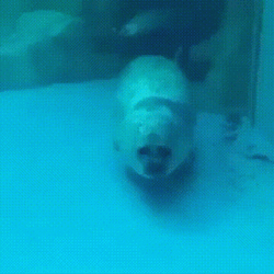Bouncing Seals Under The Water GIF