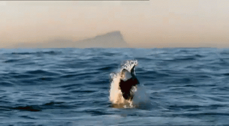 Bouncing Seals Whale Attack GIF