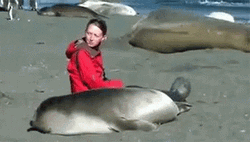 Bouncing Seals With Human Friend GIF