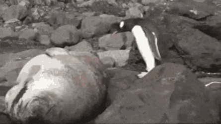 Bouncing Seals With Penguin GIF