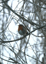 Bouncy Bird On A Twig GIF