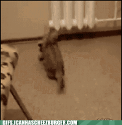 Bouncy Cat Playing GIF
