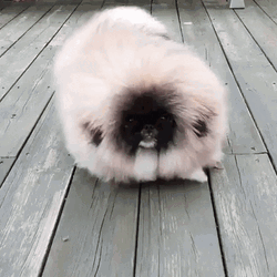 Bouncy Furry Dog GIF