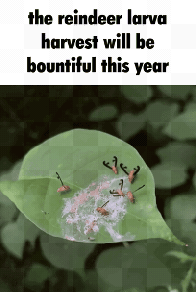 Bountiful Reindeer Larva Harvest GIF