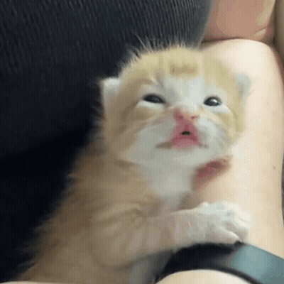 Bowl Of Nuts On Wooden Table GIF