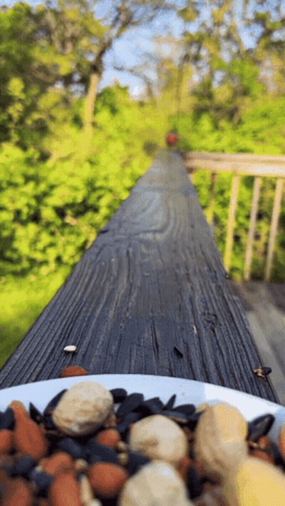 Bowl Of Nuts On Wooden Table GIF