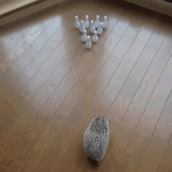 Bowling Cute Hedgehog