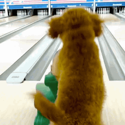 Bowling Talented Dog
