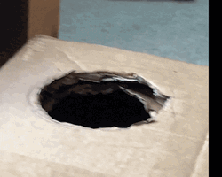 Box Hole Moving Cat  GIF