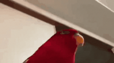Box Of Toaster Pastries Viralhog GIF