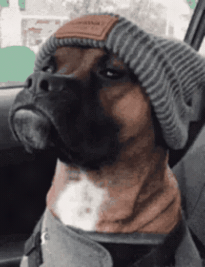 Boxer Dog In Beanie Sitting In Car GIF