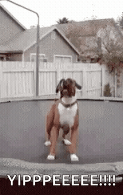 Boxer Dog Jumping on Trampoline in Front of House