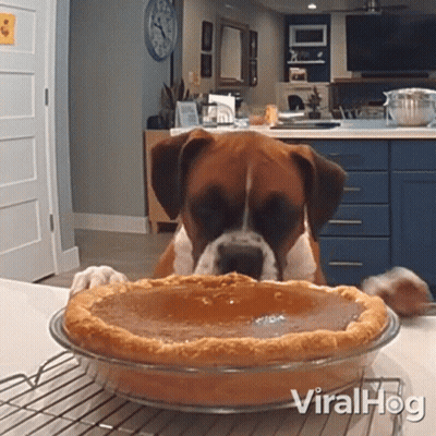 Boxer Dog Looking At Pumpkin Pie On Cooling Rack GIF