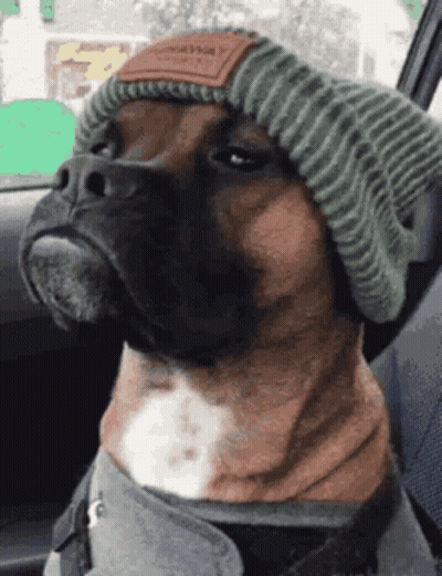 Boxer Dog Wearing Knitted Hat Saying Norway GIF