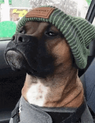 Boxer Dog With Beanie