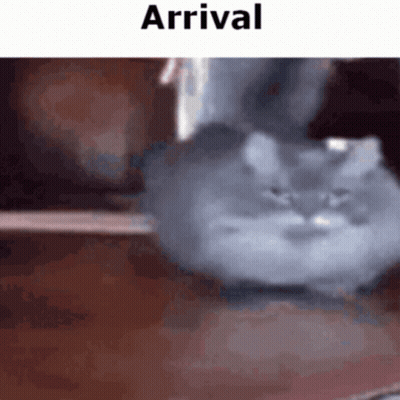 Boy And Cat With Happy B-Day Behind Them GIF