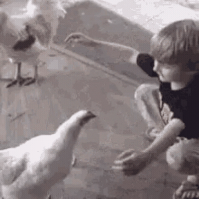 Boy Feeding Chicken With Stick GIF