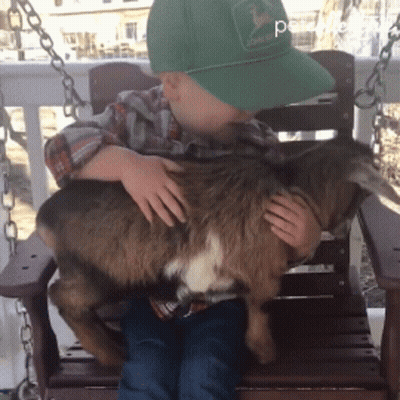 Boy In Green John Deere Hat Holding Goat GIF