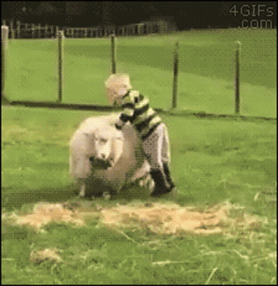 Boy Standing Next To Sheep In Field 4Gifs.com GIF