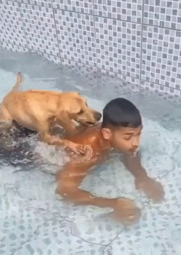Boy Swimming With Dog In Pool GIF