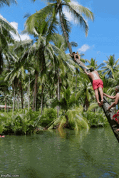 Boy Swinging On Coconut Tree GIF