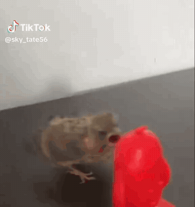 Boy With Oxygen Mask And Copium Cylinder GIF