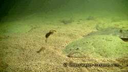 Brachirus Panoides Fish