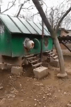 Brahma Rooster Walking Out Of Chicken Coop GIF