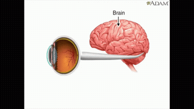 Brain And Optic Nerve Diagram GIF